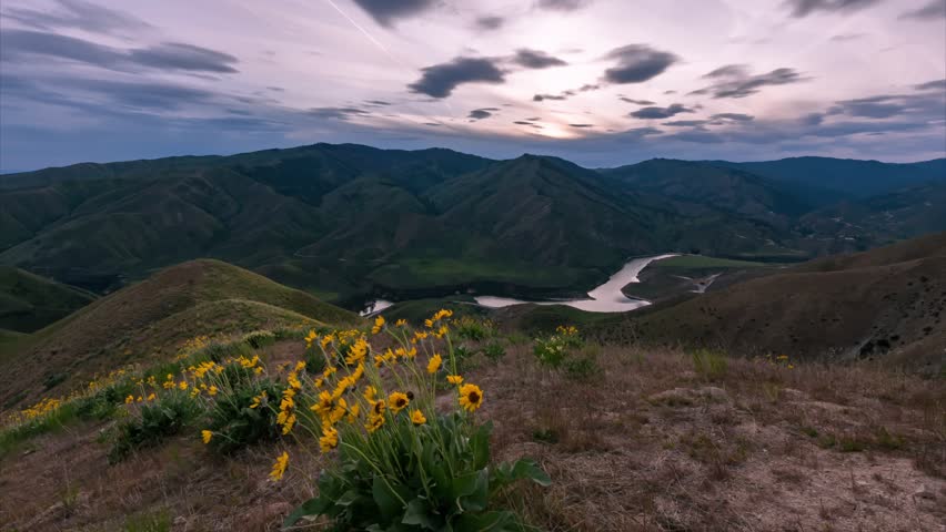 Idaho landscape timelapse capturing vibrant yellow balsamroot wildflowers on a grassy hillside above a serene winding river during a moody and colorful sunset transition