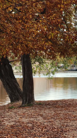 Vertical video: Scenic riverside view in Prague, Czechia, featuring a carpet of dry crumbling leaves under autumn trees by the water. Dry crumbly leaves from trees near river in fall time.