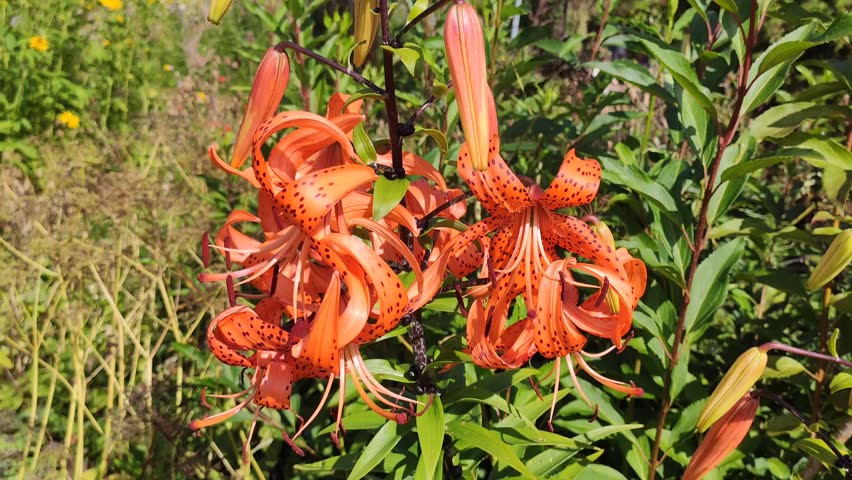 Tiger lily flower showcasing its characteristic orange-and-black coloration and elegant curved petals. 