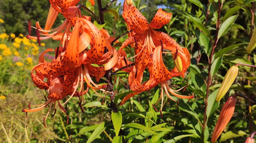 Tiger lily flower showcasing its characteristic orange-and-black coloration and elegant curved petals. 