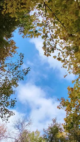 Looking up at autumn tree branches with yellow leaves and blue sky outdoors. Soft clouds drift above the forest canopy. Autumn nature, blue sky, forest.