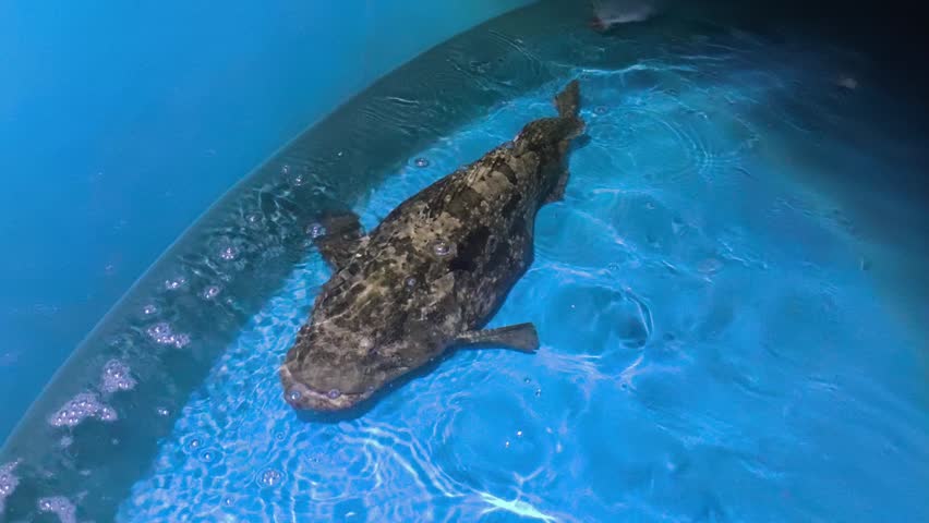Top-angle view of two large giant grouper (Epinephelus lanceolatus) broodstock swimming inside a blue indoor aquaculture holding tank. Ideal concept for marine fish breeding, hatchery management, sustainable seafood production, and mariculture industry.
