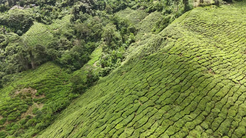 Cameron Highlands Tea Fields, Malaysia, 4k 30fps aerial footage, 1 inch sensor drone
