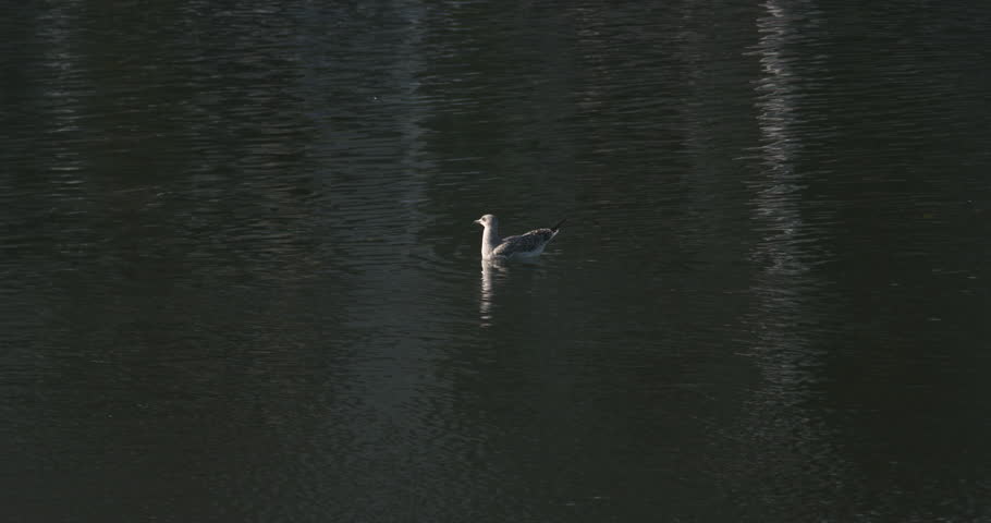 Seagull bird launches into flight from river and hovers over water