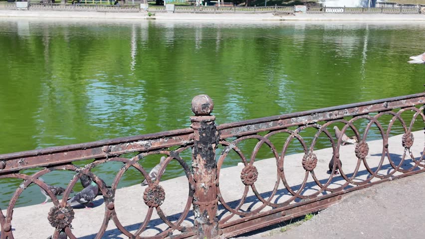 Flock of wild ducks swimming in a picturesque green park lake with reflections of trees and architecture, urban recreation area, sunny summer day.