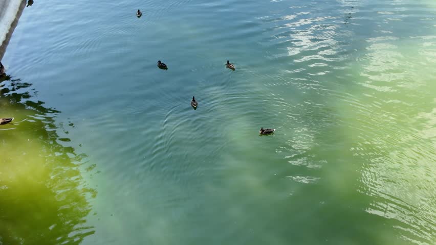 Flock of wild ducks swimming in a picturesque green park lake with reflections of trees and architecture, urban recreation area, sunny summer day.