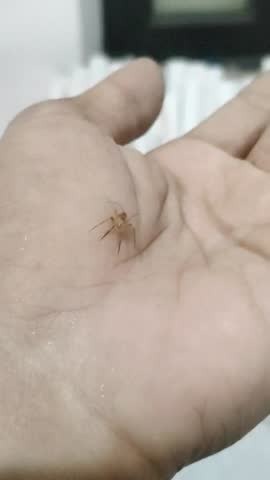 Extreme Macro Video Footage of Small Spider Crawling on Human Palm Skin 
High resolution extreme macro video footage of a small translucent spider crawling on human palm skin. Entomology, phobia, and human-insect interaction concept.
