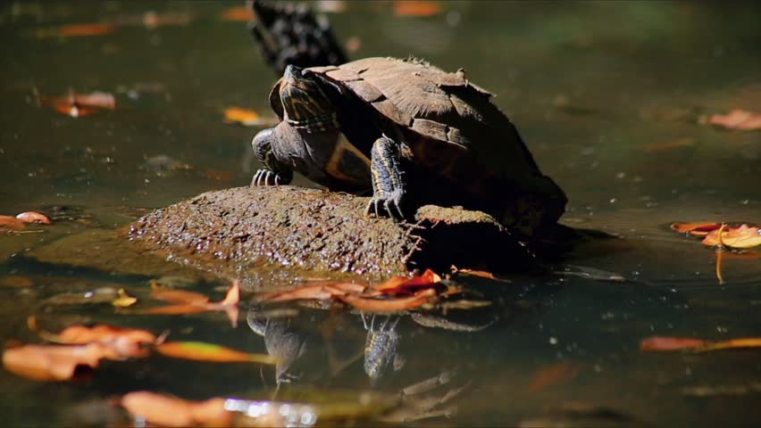 A red-eared slider turtle basks in the sunlight, gripping a rock perch in the middle of the pond.