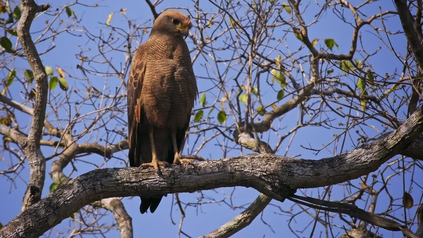 Savanna Hawk Buteogallus meridionalis, formerly Heterospizias meridionalis, perched on bare branch against blue sky, rufous barred plumage raptor bird of prey, Pantanal Brazil, least concern