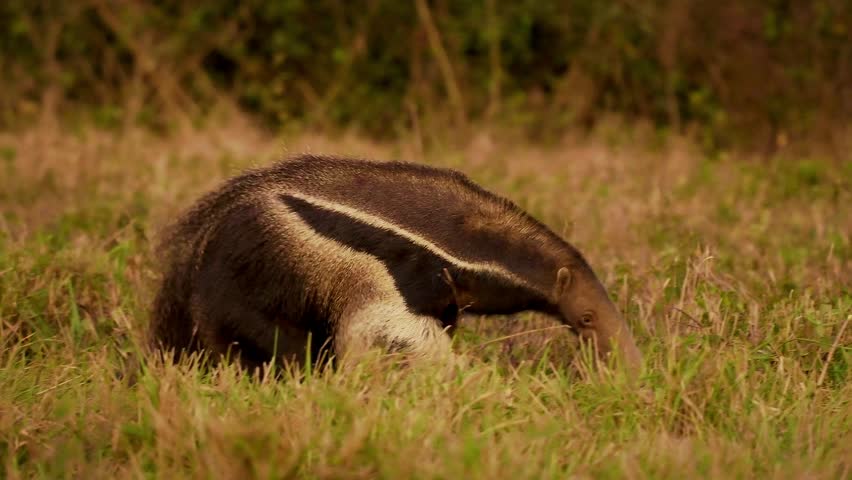Giant Anteater, Myrmecophaga tridactyla, walks through grassland foraging for ants and termites, Pantanal, Brazil, elongated snout, bushy tail, vulnerable species, unique toothless mammal