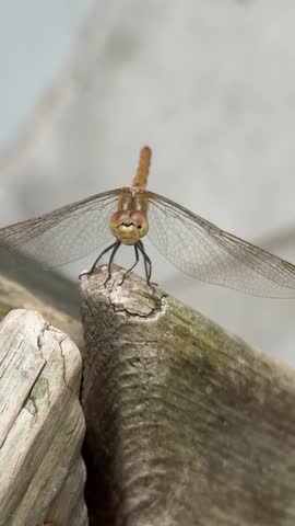 Macro front view of dragonfly perching on weathered wooden post in nature.