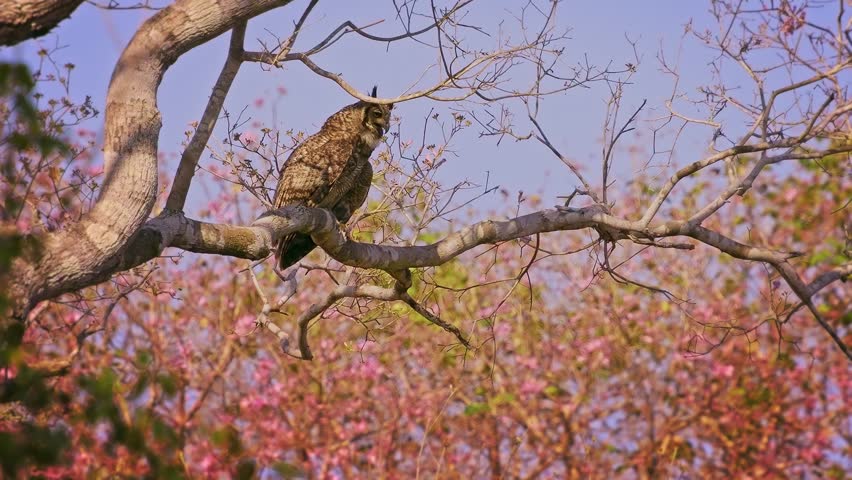 Great Horned Owl Bubo virginianus roosting on branch of blooming pink trumpet tree, ear tufts mottled brown plumage, powerful nocturnal raptor bird of prey, Pantanal Brazil, blue sky, least concern