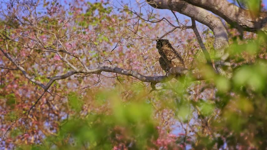 Great Horned Owl Bubo virginianus roosting on branch of blooming pink trumpet tree, ear tufts mottled brown plumage, powerful nocturnal raptor bird of prey, Pantanal Brazil, blue sky, least concern