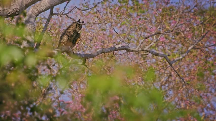 Great Horned Owl Bubo virginianus roosting on branch of blooming pink trumpet tree, ear tufts mottled brown plumage, powerful nocturnal raptor bird of prey, Pantanal Brazil, blue sky, least concern