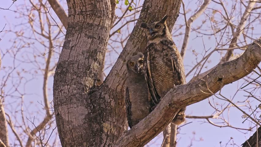 Great Horned Owl, Bubo virginianus, adult and fluffy owlet perched together in tree fork, ear tufts, piercing orange eyes, parental care, North America, least concern raptor, video footage