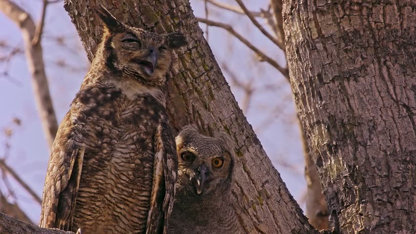 Great Horned Owl, Bubo virginianus, adult and fluffy owlet perched together in tree fork, ear tufts, piercing orange eyes, parental care, North America, least concern raptor, video footage