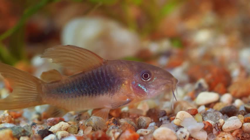 Detailed Profile of a Bronze Cory Catfish Showing Barbels and Iridescent Scales