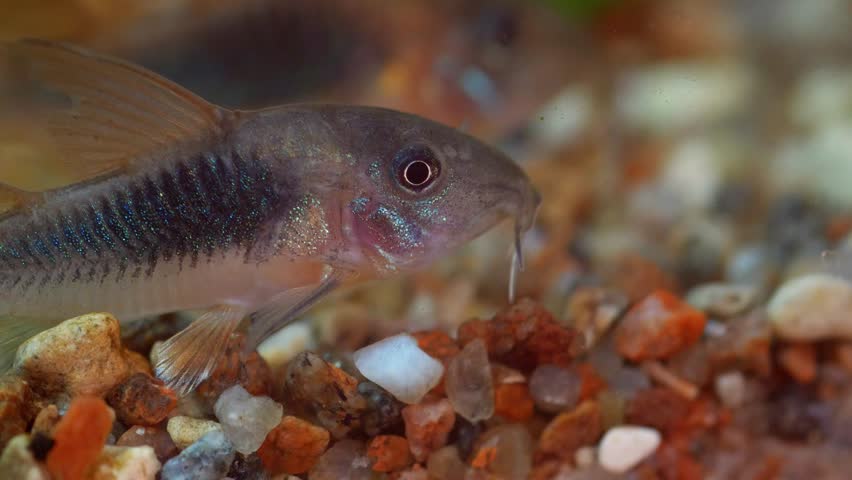 Close-Up of a Corydoras Catfish Resting on Gravel Substrate in a Freshwater Aquarium