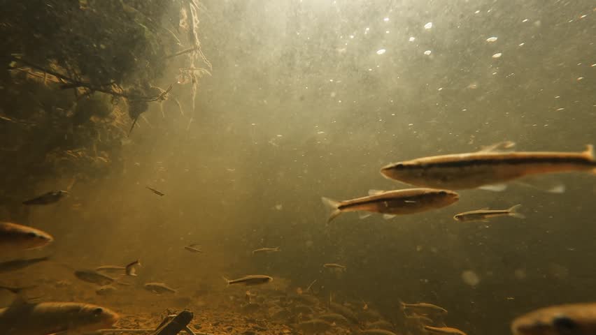 A group of creek chubs moves through flowing freshwater, revealing natural fish behavior as they swim together over the rocky bottom of a well-oxygenated stream.
