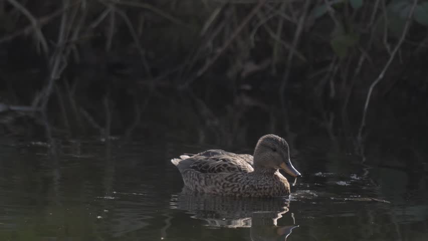Cute duck paddling in the water