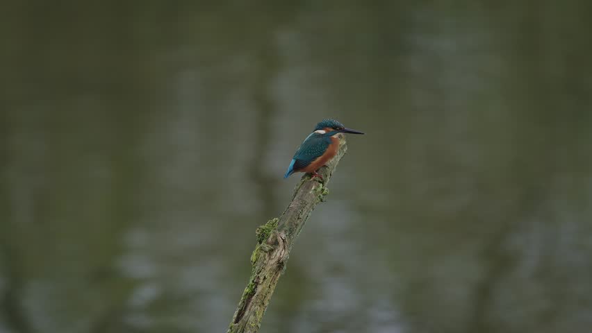 Kingfisher flies away and dives towards the water to catch a fish