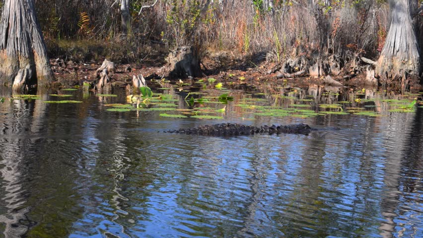 An American alligator (Alligator mississippiensis) slowly moves through the shallow water of the wetland ecosystem in Okefenokee National Wildlife Refuge, Georgia, USA. The video was filmed from a boat while observing wildlife. The alligator
