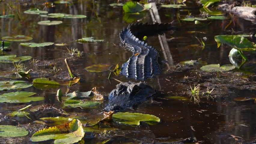 An American alligator (Alligator mississippiensis) swims and then dives underwater among wetland vegetation in Okefenokee National Wildlife Refuge, Georgia, USA. A second large reptile rests beside calm water, displaying a powerful body, armored back, long tail, and characteristic broad snout. Sedges, grasses, and other wetland plants grow throughout the surrounding area, while water lily leaves are visible on the surface. The scene conveys the richness of biodiversity, the alligator