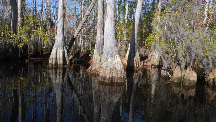 In the calm, dark water, the trunks of bald cypress trees (Taxodium distichum), their massive swollen bases, and surrounding vegetation are reflected across the wetland landscape of Okefenokee National Wildlife Refuge in Georgia, USA. The mirror-like water surface creates striking symmetry and emphasizes the depth of the natural scene. The scene demonstrates the characteristic appearance of a cypress swamp, preserving its natural beauty and providing habitat for a wide variety of plant and animal species.