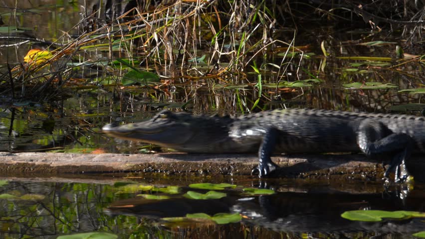 American alligator (Alligator mississippiensis) rests among wetland vegetation on a fallen tree, then jumps into the water and dives in the Okefenokee National Wildlife Refuge, Georgia, USA. Sedges, grasses, and other wetland plants grow throughout the surrounding habitat, while water lily leaves are visible on the water surface. The scene conveys the atmosphere of the wild southeastern United States, the richness of biodiversity, the alligator’s natural habitat, and the unique landscape of one of the largest subtropical freshwater wetlands in North America.