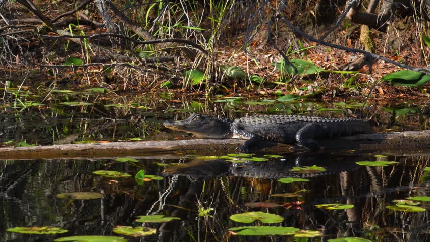 American alligator (Alligator mississippiensis) rests among wetland vegetation on a fallen tree in the Okefenokee National Wildlife Refuge, Georgia, USA. Sedges, grasses, and other wetland plants grow throughout the surrounding habitat, while water lily leaves are visible on the water surface. The scene conveys the wild character of the southeastern United States, the rich biodiversity of a natural wetland ecosystem, the alligator’s native habitat, and the distinctive landscape of one of the largest subtropical freshwater swamp systems in North America.