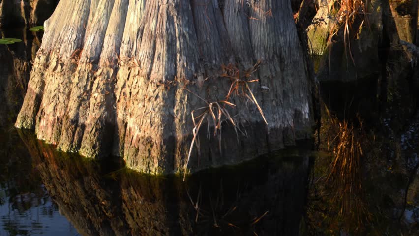 In the calm, dark water, the trunks of bald cypress trees (Taxodium distichum), their massive swollen bases, and surrounding vegetation are reflected across the wetland landscape of Okefenokee National Wildlife Refuge in Georgia, USA. The mirror-like water surface creates striking symmetry and emphasizes the depth of the natural scene. The scene demonstrates the characteristic appearance of a cypress swamp, preserving its natural beauty and providing habitat for a wide variety of plant and animal species.