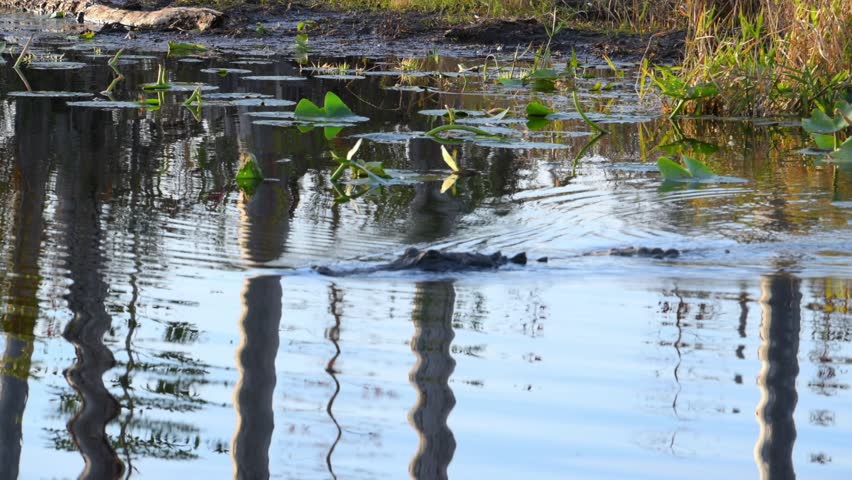 An American alligator (Alligator mississippiensis) swims and then dives in calm water within the wetland ecosystem of Okefenokee National Wildlife Refuge, Georgia, USA. The video was recorded from a boat during wildlife observation. The reptile