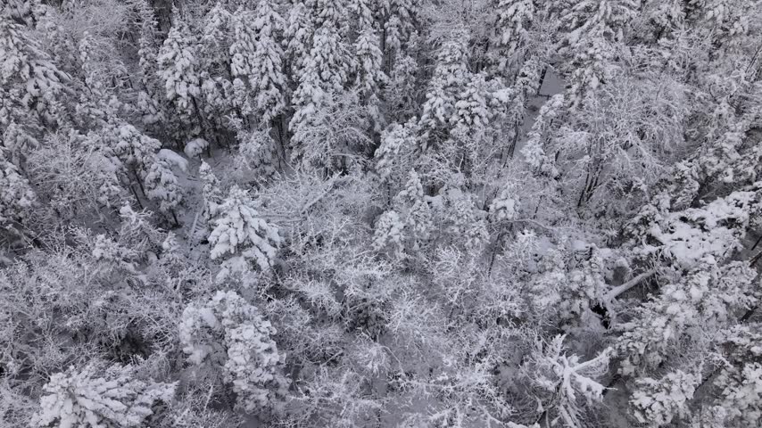 Top View Experience the serene beauty of a winter forest in Nova Scotia, where snow blankets the trees and the landscape sparkles under the winter sun Canada. Nature