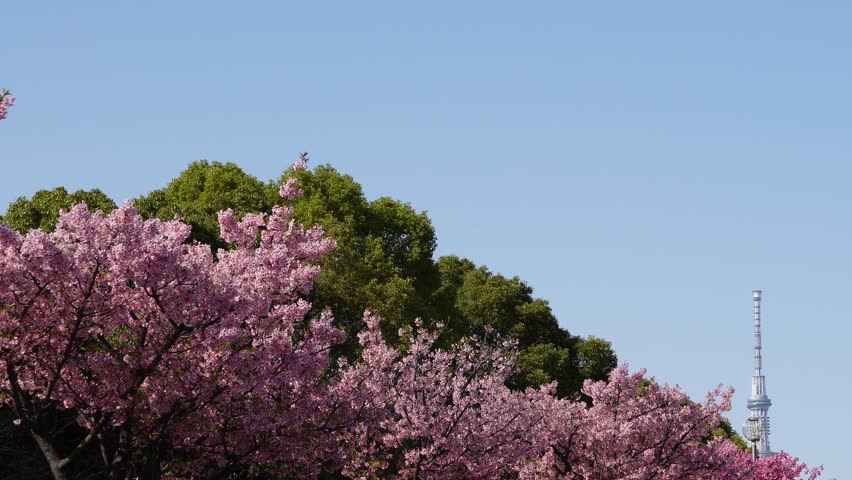 Beautiful pink Kawazu cherry blossoms in full bloom and Tokyo Skytree in spring at Oyokogawa, Tokyo, Japan