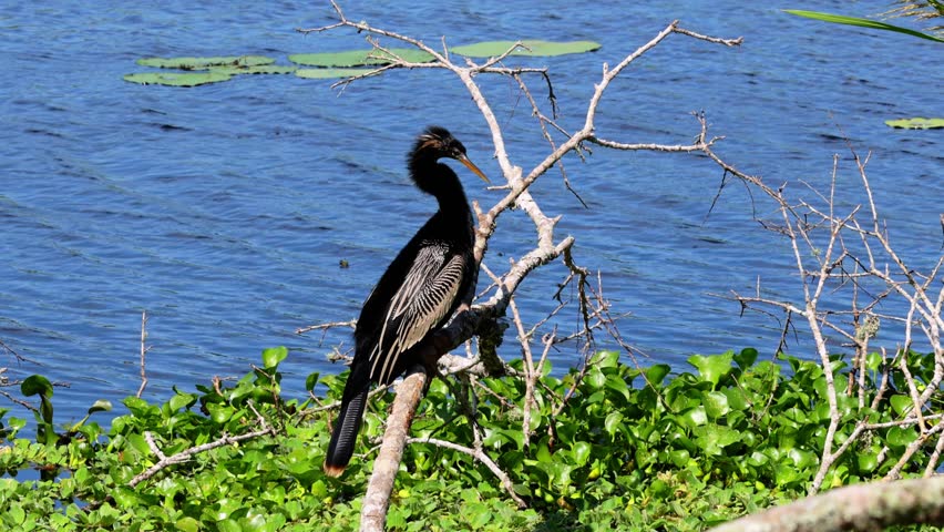 Water Turkey Cleaning Self On A Tree