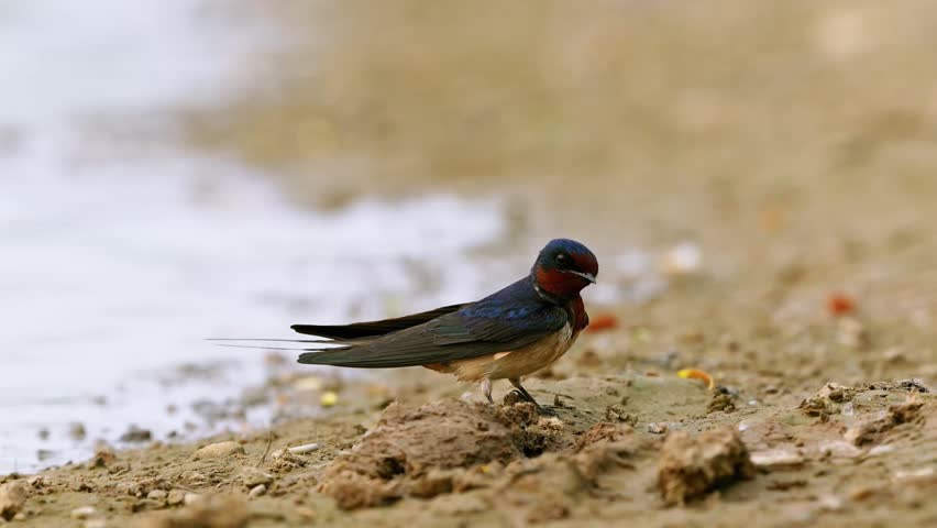 Close up of a beautiful barn swallow bird with a reddish face and dark plumage standing and observing on a muddy river bank near the water in its natural habitat