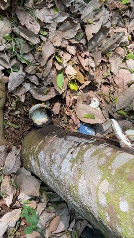 Top-down view of a rubber tree trunk (Hevea brasiliensis) with a recent cut showing fresh white liquid latex dripping into a small collection bowl, surrounded by dry leaves on the ground.