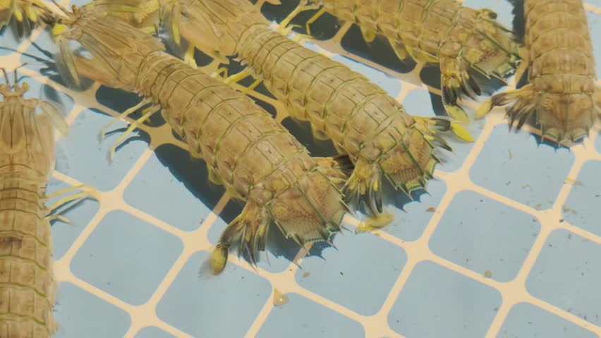 4K Live mantis shrimps crawling inside water tank display