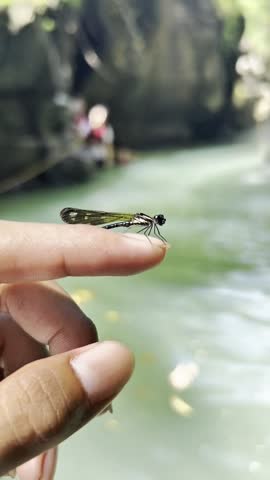Close-up photo of a small damselfly perched gently on a human index finger with a scenic river and rock backdrop outdoors. Sukabumi 2 Aug 2026