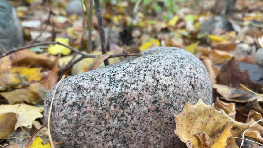 Stone on forest ground among autumn leaves.