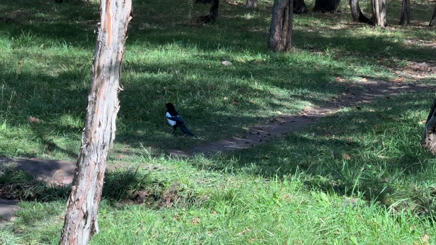 Small bird standing on grass in park.