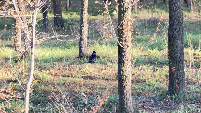 Crow standing on ground among trees in park.