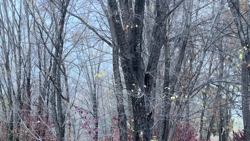 Squirrel running along tree branches in forest, wild animal in natural habitat, agile movement in woodland, wildlife scene, outdoor nature environment.