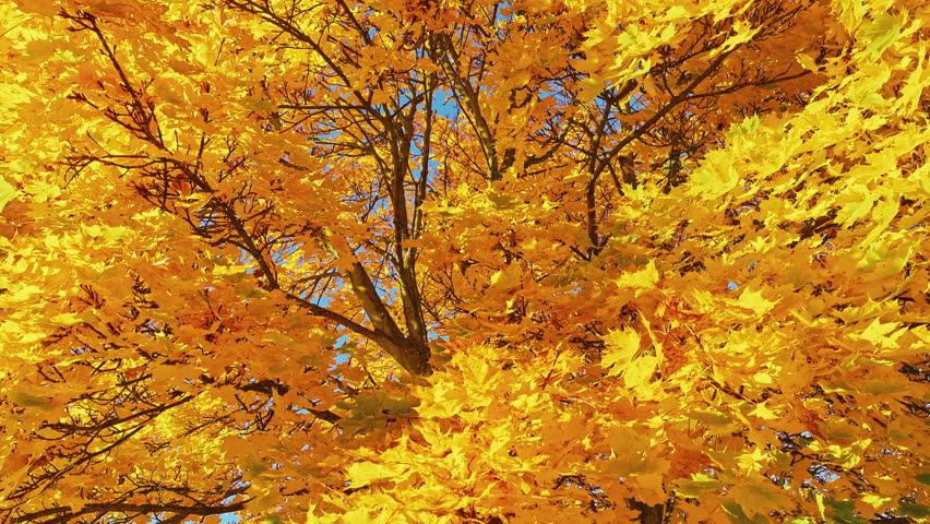 Slow motion view looking up through a canopy of vibrant golden maple leaves gently swaying in the autumn breeze beneath a deep blue sky. Bright seasonal foliage in warm natural sunlight.
