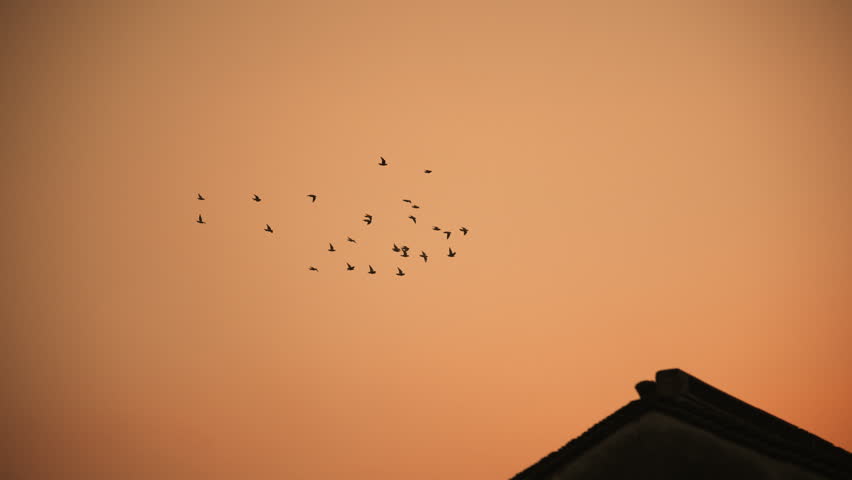 Flock of Birds Flying Above Silhouetted Urban Rooftops Against Warm Orange Sunset Sky in Cinematic Slow Motion