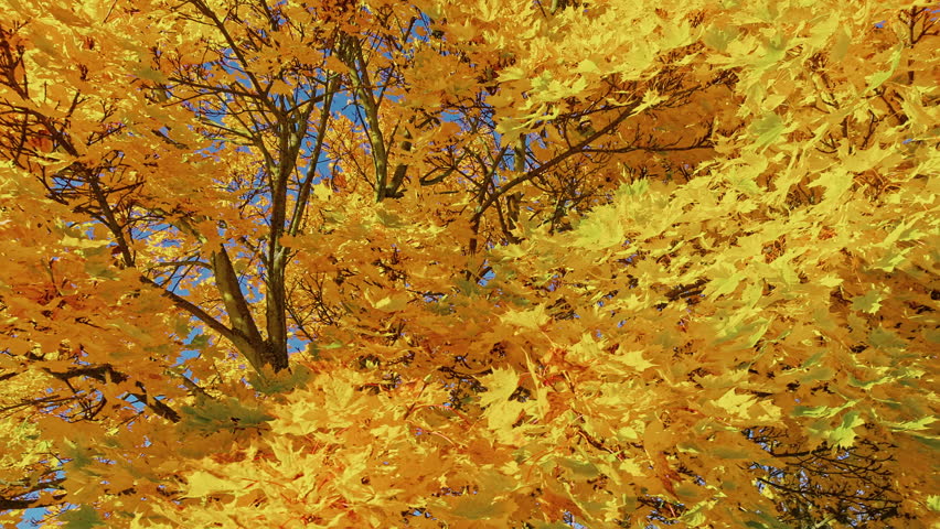 Cinematic slow motion shot gliding sideways beneath a vibrant maple tree with brilliant golden autumn leaves glowing in warm sunlight against a clear blue sky. Perfect seasonal nature background.