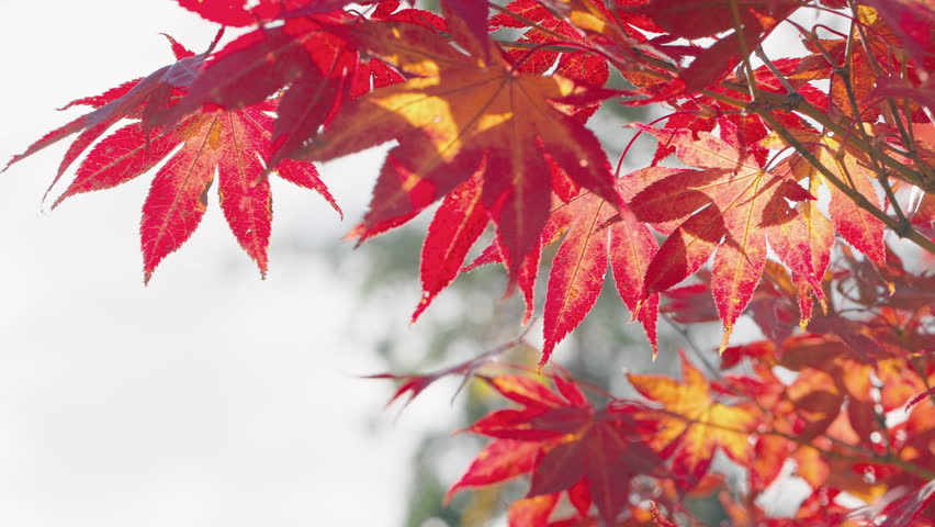 Cinematic side-tracking shot through vibrant red Japanese maple leaves in peak autumn colors. Smooth lateral camera movement reveals rich seasonal foliage with a shallow depth of field and natural beauty.