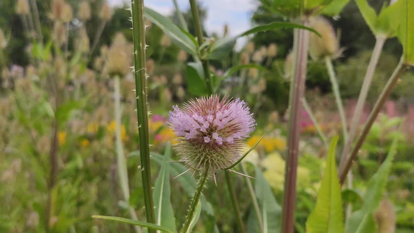 Spiny cone-shaped seed head of wild teasel (Dipsacus fullonum) with its distinctive prickly bracts. 