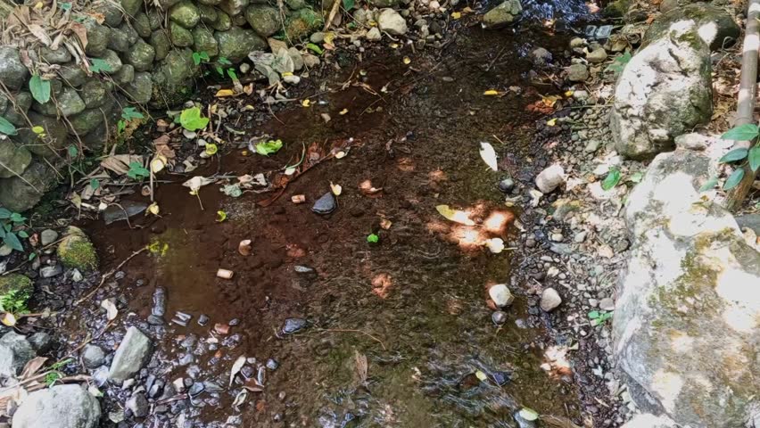 Clear Forest Stream Water Flowing Gently Over Stones Rocks and Fallen Autumn Leaves