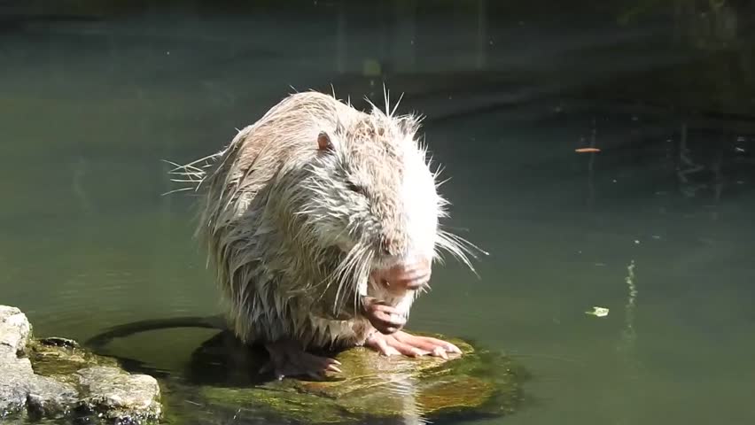 A beaver stands on rock in water, grooming its fur. - THE VISUAL CLOSELY RESEMBLES OR MATCHES THE CITY OF TOKYO, JAPAN, December 12, 2022